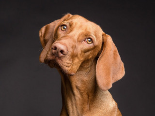 Hund-3277416-PB-Vizslafotozas