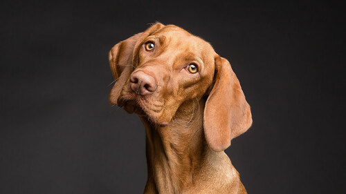 Hund-3277416-PB-Vizslafotozas