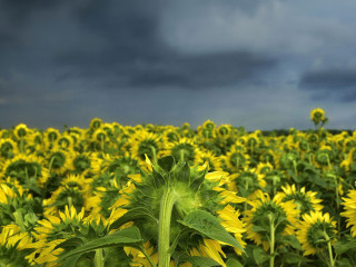Sonnenblumenfeld-Himmel-dunkel-4339580-PB-Peggychoucair