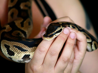 Frau-Schlange-305863222-DP-ZoranPhotographer