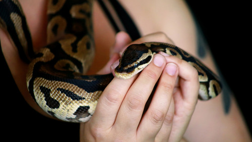 Frau-Schlange-305863222-DP-ZoranPhotographer