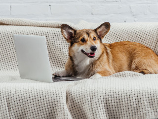 Hund-Laptop-226160378-DP-VadimVasenin