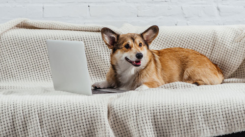 Hund-Laptop-226160378-DP-VadimVasenin