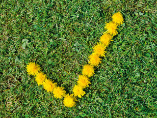 Haken auf gelben Blüten auf grüner Wiese als Symbol für Umwel