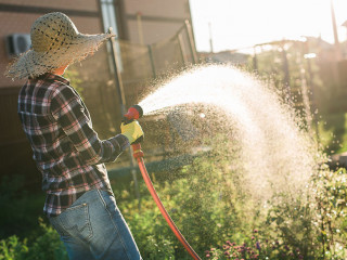 Happy woman gardener in work clothes watering the beds in her vegetable garden on sunny warm summer day. Concept of working in vegetable garden on your farm