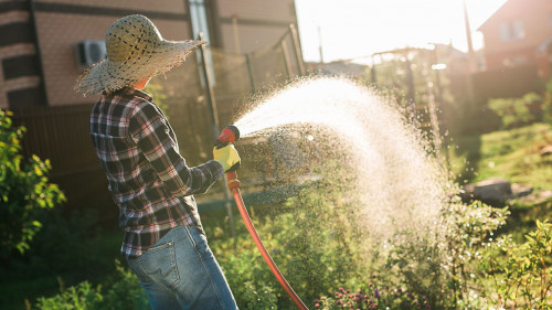 Happy woman gardener in work clothes watering the beds in her vegetable garden on sunny warm summer day. Concept of working in vegetable garden on your farm