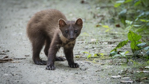 Marderbisse verursachen in Deutschland jährlich erhebliche Schäden an Kraftfahrzeugen.