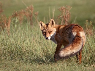 Die Wefox-Gruppe will sich auf das Kerngeschäft fokussieren und zieht sich deshalb aus Liechtenstein zurück.