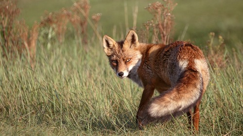 Die Wefox-Gruppe will sich auf das Kerngeschäft fokussieren und zieht sich deshalb aus Liechtenstein zurück.