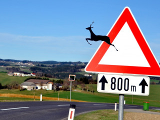 Ein Wildunfall ohne ausreichende Beweise kann teuer werden, wie ein aktuelles Urteil des Amtsgerichts München zeigt.