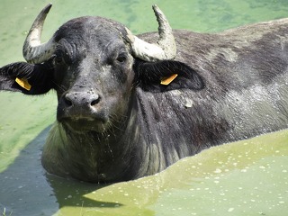 Bei einer Wasserbüffel-Herde in Brandenburg wurde Maul- und Klauenseuche (MKS) nachgewiesen.