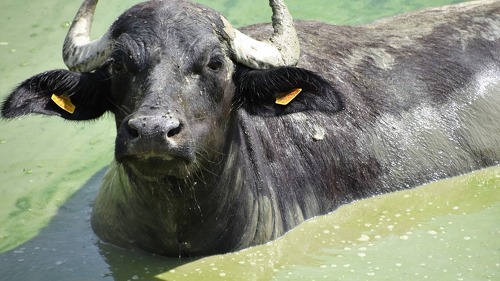 Bei einer Wasserbüffel-Herde in Brandenburg wurde Maul- und Klauenseuche (MKS) nachgewiesen.