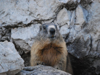 Die Prognose des Murmeltiers mag mit einem Augenzwinkern betrachtet werden, doch die winterlichen Risiken sind real.