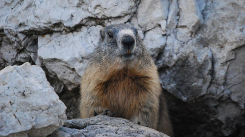 Die Prognose des Murmeltiers mag mit einem Augenzwinkern betrachtet werden, doch die winterlichen Risiken sind real.