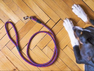 Hundehalter müssen auch dann für Schäden haften, wenn ihr Hund gehorsam ist und an der Leine geführt wird.