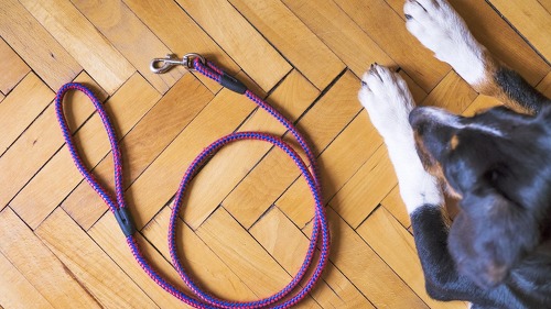 Hundehalter müssen auch dann für Schäden haften, wenn ihr Hund gehorsam ist und an der Leine geführt wird.