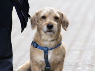 Die Tierhalterhaftpflichtversicherung für Hunde zeigt Fortschritte, doch echte Durchbrüche bleiben aus.