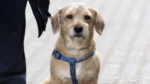 Die Tierhalterhaftpflichtversicherung für Hunde zeigt Fortschritte, doch echte Durchbrüche bleiben aus.