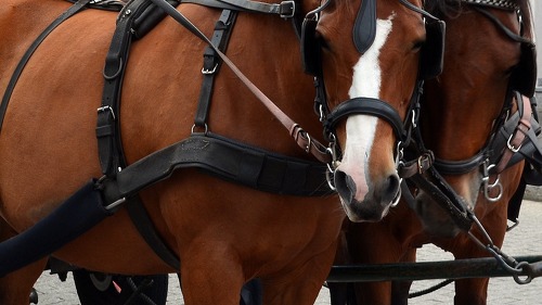 Die Absicherung für Pferdehalter hat sich laut dem aktuellen THV-Rating von Franke und Bornberg erneut verbessert.