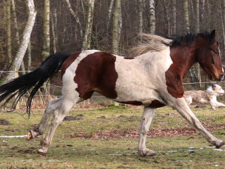Hund und Pferd im Wettlauf. Bei ASCORE wurde die Haftpflicht-Tarife für Hund- bzw. Pferdebesitzer verglichen.