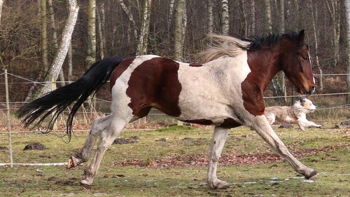 Hund und Pferd im Wettlauf. Bei ASCORE wurde die Haftpflicht-Tarife für Hund- bzw. Pferdebesitzer verglichen.