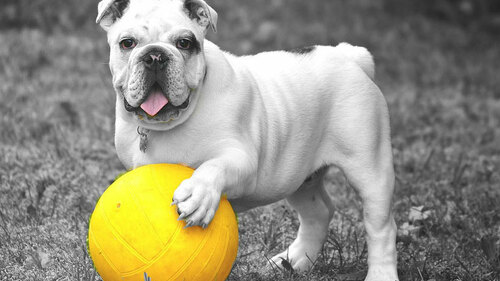 bulldog-601714_pb_cocoparis