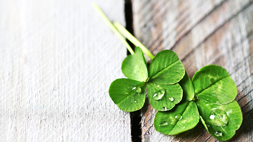Shamrock-84154558-FO-Africa Studio