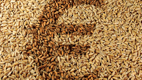 EuroformInWeizen-37447483-FO-elypse