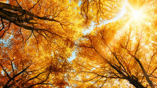 herbstwald-orange-56687928-FO-Smileus