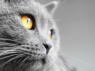 katze-grau-51818058-FO-Jiri-Foltyn