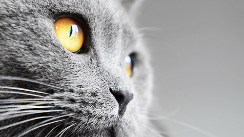 katze-grau-51818058-FO-Jiri-Foltyn