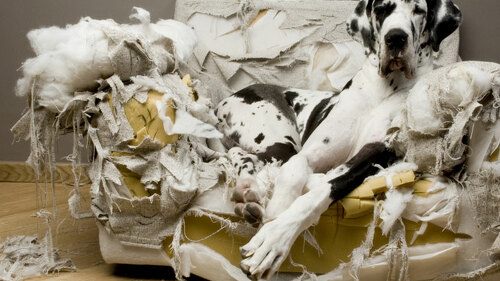 HundCouch-1068800_FO-isselee-2015