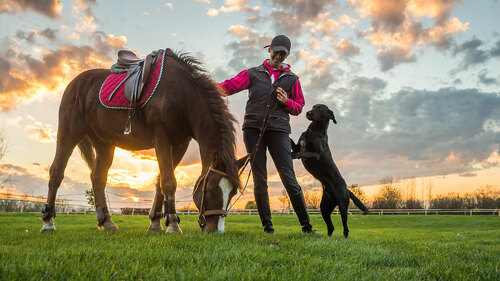 pferd-hund-und-besitzer-73456718-FO-Dusan-Kostic