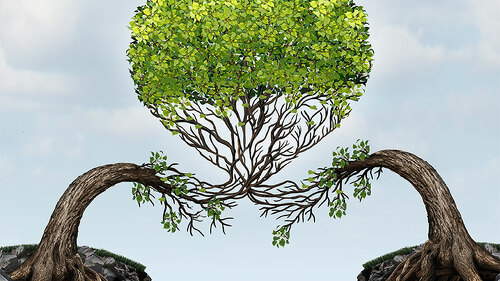 Baeume-wachsen-herzfoermig-zusammen-100435231-FO-freshidea