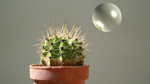 Kaktus-Seifenblase-547269-FO-Claude-Calcagno