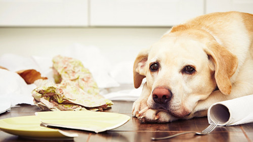 golden-retriever-hund-95987201-FO-chalabala