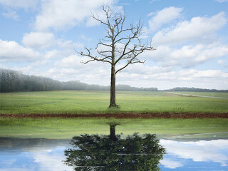 Kahler-Baum-Reflexion-dichter-Baum-81577407-FO-kevron2001