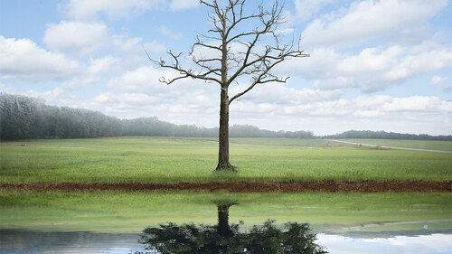 Kahler-Baum-Reflexion-dichter-Baum-81577407-FO-kevron2001