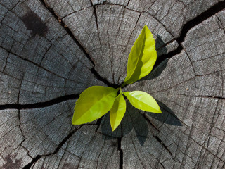 Junger-Trieb-ausj-Baumstamm-100164150-FO-khlongwangchao