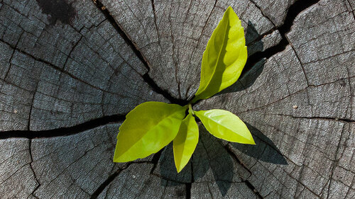 Junger-Trieb-ausj-Baumstamm-100164150-FO-khlongwangchao