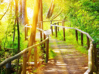 Wald-Pfad-Sonnenschein-83709932-FO-Juergen-Faelchle