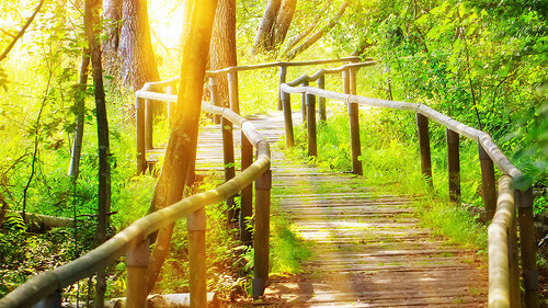 Wald-Pfad-Sonnenschein-83709932-FO-Juergen-Faelchle