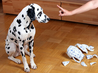 Dalmatiner-kaputte-Vase-Tadel-53095147-FO-Osterland