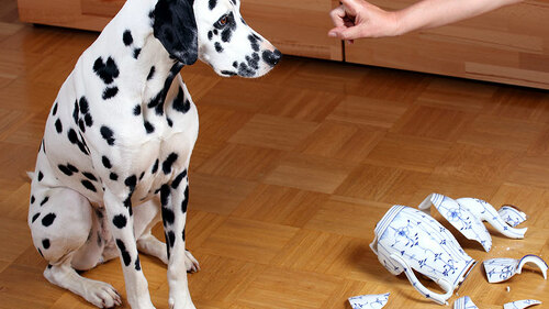 Dalmatiner-kaputte-Vase-Tadel-53095147-FO-Osterland