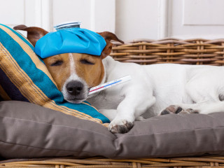 hund-mit-fieber-auf-couch-112293896-FO-javier-brosch