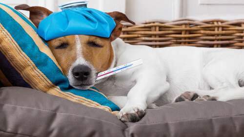 hund-mit-fieber-auf-couch-112293896-FO-javier-brosch
