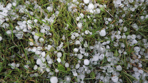 Hagelkoerner-in-Gras-379268-PB-rohrspatz