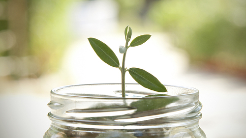 Spross-aus-Spar-Glas-91354987-FO-carballo