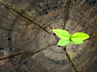 Junger-Trieb-aus-Stab-83900723-FO-sapgreen