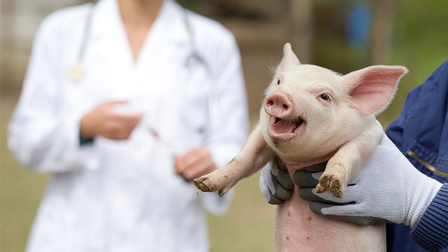 Tieraerztin-Ferkel-82608098-FO-Budimir-Jevtic